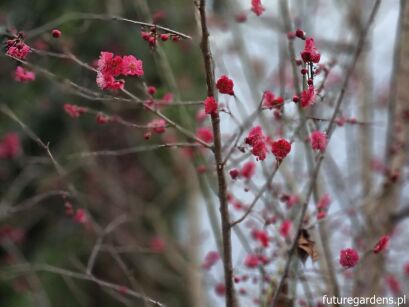 Morela japońska MATSUBARA RED Chińska śliwka Prunus mume C3/50-80cm *K9