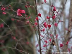 Morela japońska MATSUBARA RED Chińska śliwka Prunus mume C3/50-80cm *K9