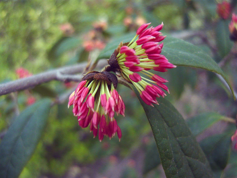 Sycopsis sinensis C5/1,6-1,8m *K13