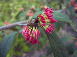 Sycopsis sinensis C5/1,6-1,8m *G