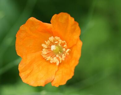 Mekonops kambryjski Meconopsis cambrica Papaver cambricum /P9 *K16