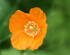 Mekonops kambryjski Meconopsis cambrica Papaver cambricum /P9 *K10