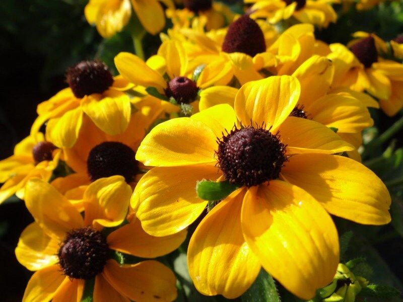 Rudbekia karłowa TOTO GOLD Rudbeckia hirta 