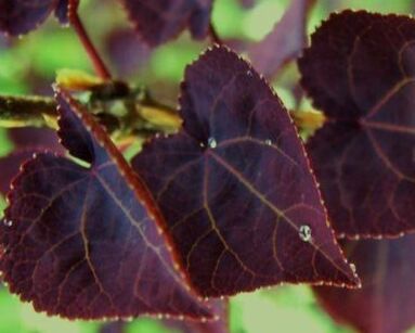 Grujecznik japoński RED HABBIT Cercidyphyllum japonicum 