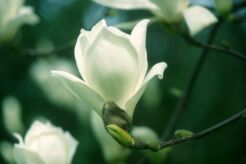 Magnolia Manchufan