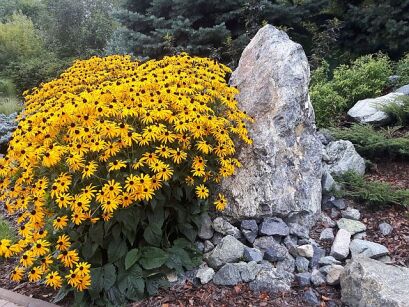 Rudbekia błyskotliwa GOLDSTRUM Rudbeckia fulgida /C2 *K16