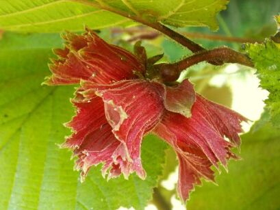 Leszczyna południowa PURPUREA Corylus maxima Orzech laskowy C3/40cm *K17