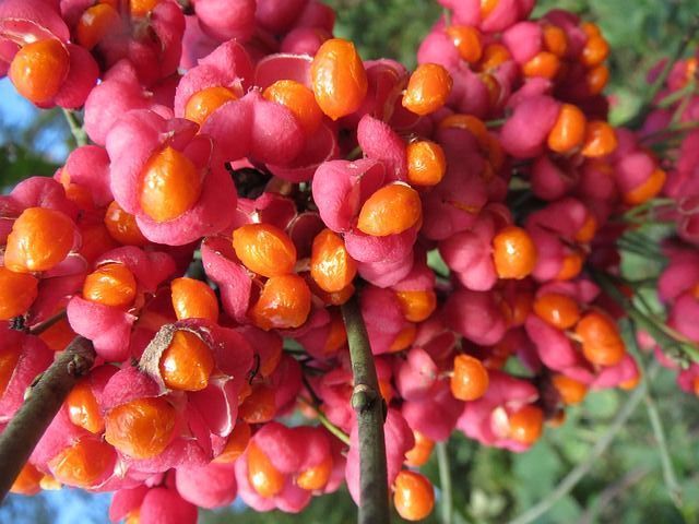 Trzmielina europejska RED CASCADE Euonymus europaeus PC5/30cm *K18