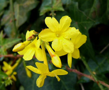 Jaśmin nagokwiatowy Jasminum nudiflorum C2/30-40cm *T17