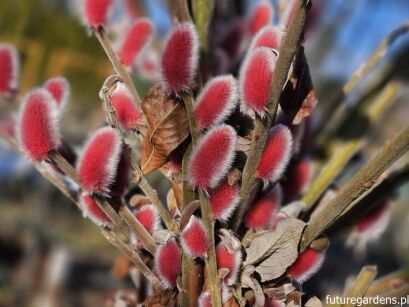 Wierzba smukłoszyjkowa 'Mt Aso' Salix gracilistyla C4/30-50cm *K20