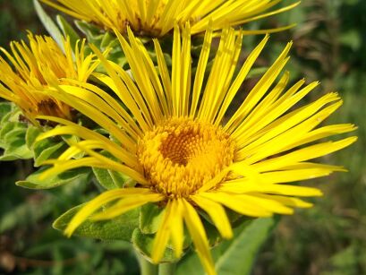 Oman wielki Inula helenium /P9 *K7