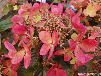 Hydrangea paniculata PASTELGREEN® "Renxolor" /C3 *K17