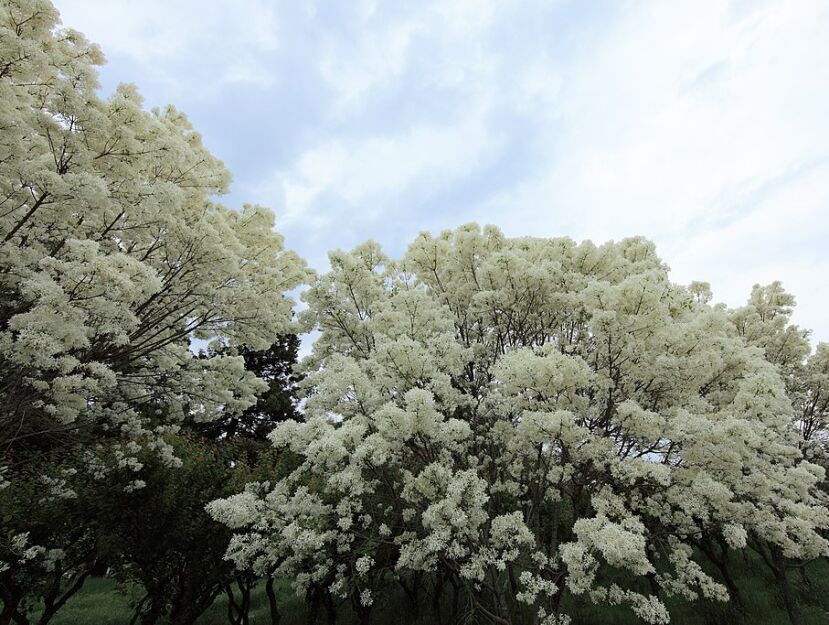 Śniegowiec chiński 'Botanica's Beauty' Chionanthus retusus /P11 *K15w3