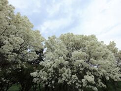 Śniegowiec chiński 'Botanica's Beauty' Chionanthus retusus /P11 *K15w3