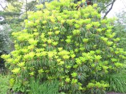 Daphniphyllum himalense macropodum C2/15-20cm *T17