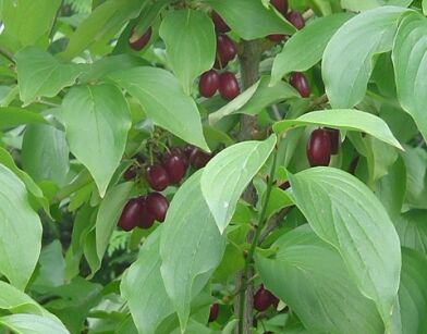 Dereń jadalny VIOLACEA Cornus mas C15/1-1,2m  