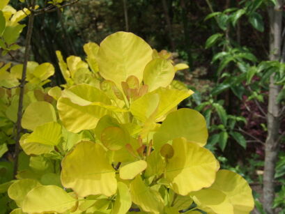 Perukowiec podolski GOLDEN SPIRIT 'Ancot' Cotinus coggyria C5/20-30cm *K18