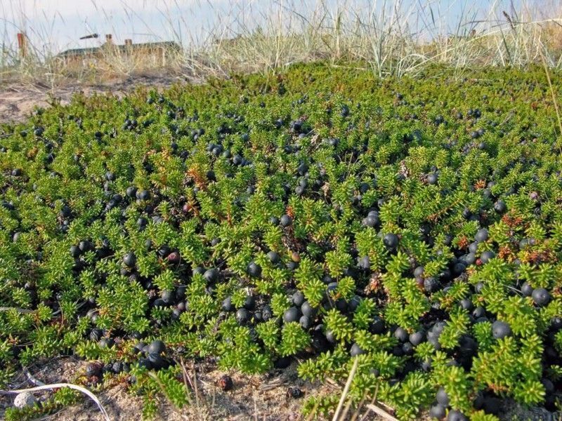 Bażyna czarna Empetrum nigrum /P10 *K17