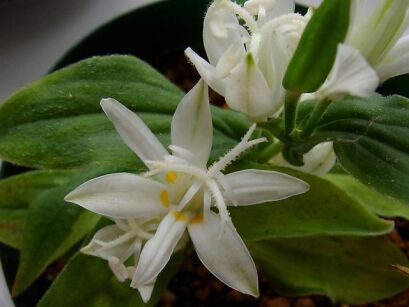 Tricyrtis formosana ALBA Trójsklepka owłosiona Orchidea ogrodowa /P11