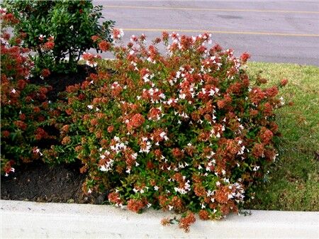 Abelia wielkokwiatowa Abelia grandiflora C3/20cm