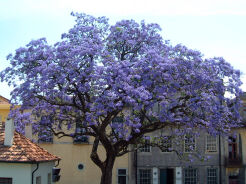 Paulownia tomentosa Oxy tree Cesarskie drzewko szczęścia C3/20-40cm *T23