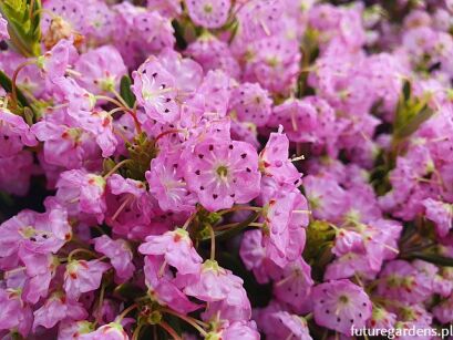 Kalmia wielokwiatowa Kalmia polifolia C1,5/20-30cm *K14