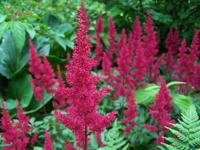Tawułka Arendsa FANAL Astilbe x arendsii /C3 *K7