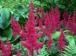 Tawułka Arendsa FANAL Astilbe x arendsii /C3 *K7