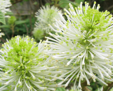 Fotergilla większa Fothergilla major /C2