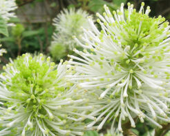 Fotergilla większa Fothergilla major C2(C5)/30-40cm *K18