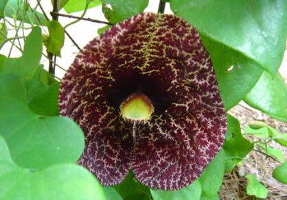 Kokornak wielkolistny Aristolochia macrophylla C2/60cm *K14