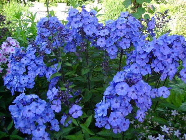 Płomyk niebieski BLUE PARADISE Phlox paniculata Floks /P15 *25P