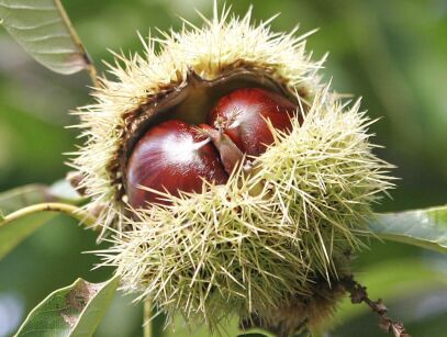 Kasztan jadalny (szczepiony) Castanea sativa C2/30-50cm *T21