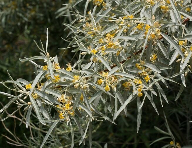 Oliwnik wąskolistny Elaeagnus angustifolia C3/40-50cm *K15