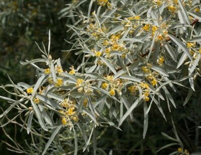 Oliwnik wąskolistny Elaeagnus angustifolia C3/40-50cm *K15