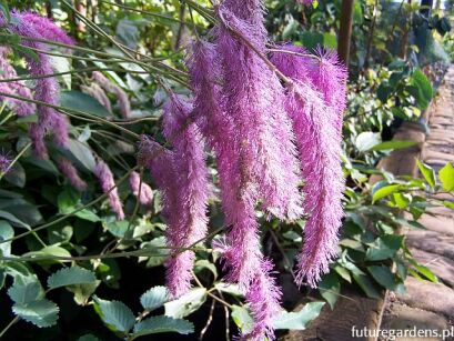 Krwiściąg hakusański LILAC SQUIRREL Sanguisorba hakusanensis /C5 *K16