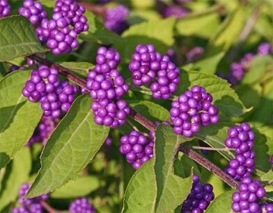 Pięknotka Bodiniera var.giraldii Callicarpa bodinieri C2/50cm