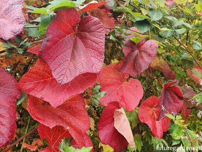 Winorośl japońska Vitis coignetiae C2/60-80cm *K8