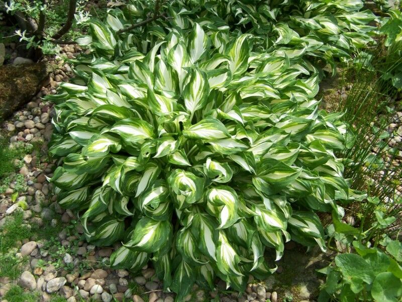 Hosta undulata MEDIOVARIEGATA Funkia /C2 *K16