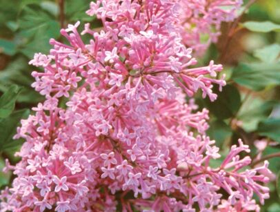 Lilak BLOOMERANG® Pink Perfume Syringa C3/20-30cm *K17