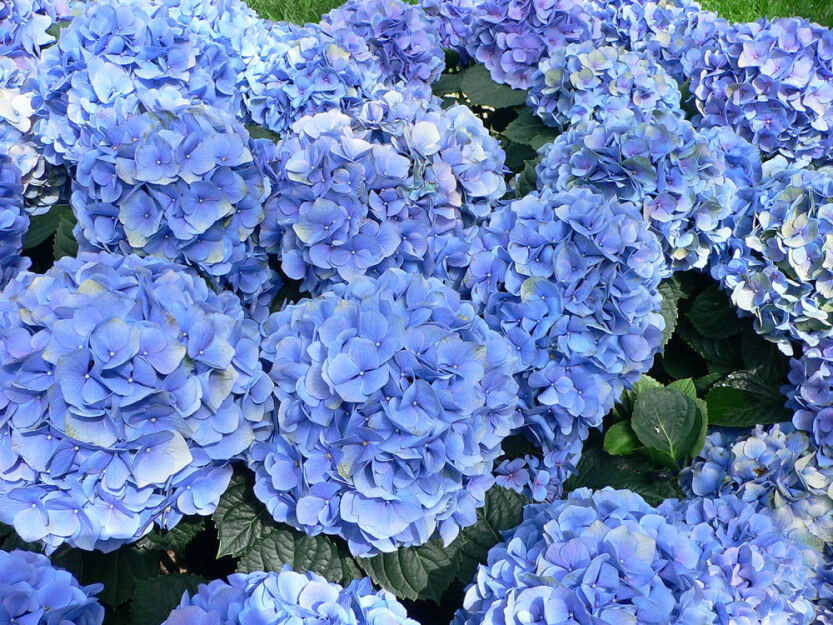 Hortensja ogrodowa BLOOMSTAR® 'Endless Summer' Hydrangea macrophylla /C2 *K11