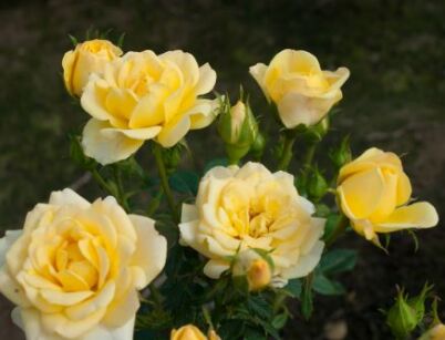 Róża żółta okrywowa YELLOW FAIRY /C3