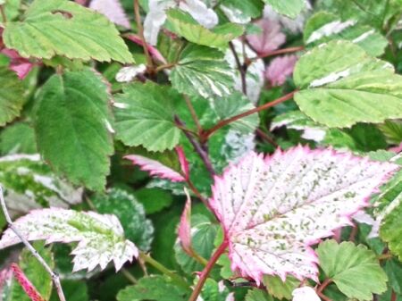 Jeżyna trójbarwna VARIEGATUS Rubus microphyllus /C3