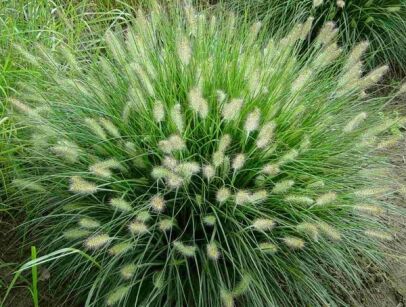 Rozplenica wysoka Pennisetum Piórkówka /C2-C3 *5