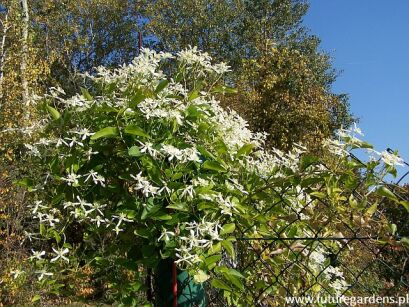 Clematis terniflora Powojnik jesienny /C2 *K8