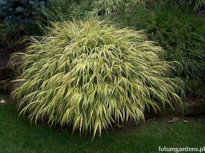 Hakonechloa macra AUREOLA /C2 *T