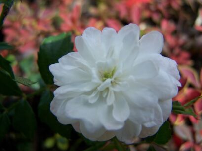 Róża biała okrywowa WHITE FAIRY C2/20cm