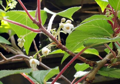 Clematoclethra scandens subsp. actinidioides C2/1,2m *K15w14