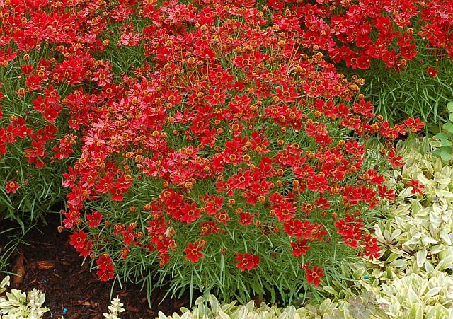 Nachyłek CHERRY PIE Coreopsis /C2