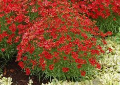 Nachyłek CHERRY PIE Coreopsis /C2